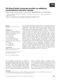 Báo cáo khoa học: The Runx3 distal transcript encodes an additional transcriptional activation domain