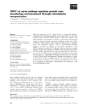 Báo cáo khoa học: TRPV1 at nerve endings regulates growth cone morphology and movement through cytoskeleton reorganization