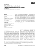 Báo cáo khoa học:  What MAN1 does to the Smads TGFb/BMP signaling and the nuclear envelope Luiza Bengtsson