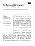 Báo cáo khoa học: Green ﬂuorescent protein-tagging reduces the nucleocytoplasmic shuttling speciﬁcally of unphosphorylated STAT1