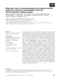 Báo cáo khoa học: Molecular mass of macromolecules and subunits and the quaternary structure of hemoglobin from the microcrustacean Daphnia magna