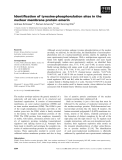 Báo cáo khoa học: Identiﬁcation of tyrosine-phosphorylation sites in the nuclear membrane protein emerin