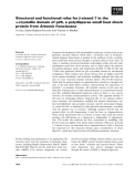 Báo cáo khoa học: Structural and functional roles for b-strand 7 in the a-crystallin domain of p26, a polydisperse small heat shock protein from Artemia franciscana