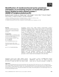 Báo cáo khoa học: Identiﬁcation of membrane-bound serine proteinase matriptase as processing enzyme of insulin-like growth factor binding protein-related protein-1 (IGFBP-rP1/angiomodulin/mac25)