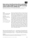 Báo cáo khoa học: Human airway trypsin-like protease induces amphiregulin release through a mechanism involving protease-activated receptor-2-mediated ERK activation and TNF a-converting enzyme activity in airway epithelial cells