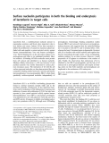 Báo cáo khóa học: Surface nucleolin participates in both the binding and endocytosis of lactoferrin in target cells