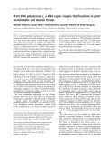 Báo cáo khoa học:  Plant DNA polymerase k, a DNA repair enzyme that functions in plant meristematic and meiotic tissues