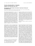 Báo cáo khoa học: Tyrosine phosphorylation of calponins Inhibition of the interaction with F-actin