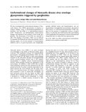 Báo cáo khóa học: Conformational changes of Newcastle disease virus envelope glycoproteins triggered by gangliosides