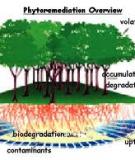 THỰC VẬT CẢI TẠO MÔI TRƯỜNG PHYTOREMEDIATION