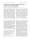 Báo cáo khoa học: The highly conserved extracellular peptide, DSYG(893–896), is a critical structure for sodium pump function