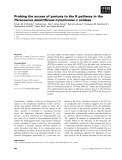 Báo cáo khoa học: Probing the access of protons to the K pathway in the Paracoccus denitriﬁcans cytochrome c oxidase