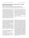 Báo cáo khoa học:  Speciﬁc interaction between the classical swine fever virus NS5B protein and the viral genome