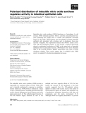 Báo cáo khoa học: Polarized distribution of inducible nitric oxide synthase regulates activity in intestinal epithelial cells