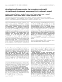 Báo cáo khoa học: Identiﬁcation of three proteins that associate in vitro with the Leishmania (Leishmania) amazonensis G-rich telomeric strand