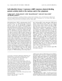 Báo cáo khoa học: Salt-inducible kinase-1 represses cAMP response element-binding protein activity both in the nucleus and in the cytoplasm