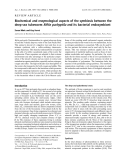Báo cáo khoa học:  Biochemical and enzymological aspects of the symbiosis between the deep-sea tubeworm Riftia pachyptila and its bacterial endosymbiont