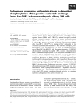 Báo cáo khoa học: Endogenous expression and protein kinase A-dependent phosphorylation of the guanine nucleotide exchange factor Ras-GRF1 in human embryonic kidney 293 cells