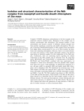 Báo cáo khoa học: Isolation and structural characterization of the Ndh complex from mesophyll and bundle sheath chloroplasts of Zea mays