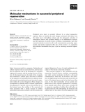 Báo cáo khoa học: Molecular mechanisms in successful peripheral regeneration