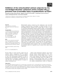 Báo cáo khoa học: Inhibition of the mitochondrial calcium uniporter by the oxo-bridged dinuclear ruthenium amine complex (Ru360) prevents from irreversible injury in postischemic rat heart