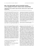 Báo cáo khoa học: Role of the hinge peptide and the intersubunit interface in the swapping of N-termini in dimeric bovine seminal RNase