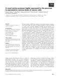 Báo cáo khoa học: A novel serine protease highly expressed in the pancreas is expressed in various kinds of cancer cells