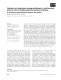 Báo cáo khoa học: Adenine and adenosine salvage pathways in erythrocytes and the role of S-adenosylhomocysteine hydrolase A theoretical study using elementary ﬂux modes Stefan Schuster and Dimitar Kenanov