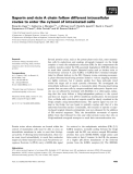 Báo cáo khoa học: Saporin and ricin A chain follow different intracellular routes to enter the cytosol of intoxicated cells