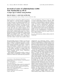 Báo cáo khoa học: Exo-mode of action of cellobiohydrolase Cel48C from Paenibacillus sp. BP-23 A unique type of cellulase among Bacillales