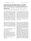 Báo cáo khoa học: Specific targeting of a DNA-alkylating reagent to mitochondria Synthesis and characterization of [4-((11aS)-7-methoxy-1,2,3,11a-tetrahydro-5H-pyrrolo[2,1-c][1,4]benzodiazepin-5-on-8-oxy)butyl]-triphenylphosphonium iodide