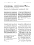 Báo cáo khoa học: Interactions between M proteins of Streptococcus pyogenes and glycosaminoglycans promote bacterial adhesion to host cells