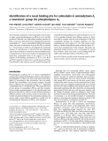 Báo cáo khoa học: Identiﬁcation of a novel binding site for calmodulin in ammodytoxin A, a neurotoxic group IIA phospholipase A2