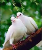 Đàn Bồ Câu Trắng