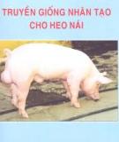 Hướng dẫn chăn nuôi heo nái