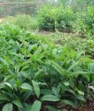 Kỹ thuật trồng cây chè đắng