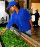 KỸ THUẬT CHẾ BIẾN CHÈ XANH QUY MÔ HỘ