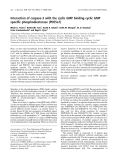 Báo cáo khoa học:  Interaction of caspase-3 with the cyclic GMP binding cyclic GMP speciﬁc phosphodiesterase (PDE5a1)