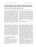 Báo cáo khoa học: Structure, mRNA expression and linkage mapping of the brain-type fatty acid-binding protein gene (fabp7 ) from zebraﬁsh (Danio rerio)