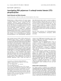 Báo cáo khoa học: Investigating RNA polymerase II carboxyl-terminal domain (CTD) phosphorylation ˆ Benoıt Palancade and Olivier Bensaude