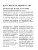 Báo cáo khoa học: Distribution of class I, III and IV alcohol dehydrogenase mRNAs in the adult rat, mouse and human brain