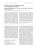 Báo cáo khoa học: Disruption of structural and functional integrity of a2-macroglobulin by cathepsin E