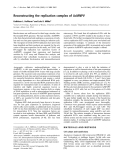 Báo cáo Y học: Reconstructing the replication complex of AcMNPV