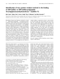 Báo cáo khoa học: Identiﬁcation of two cysteine residues involved in the binding of UDP-GalNAc to UDP-GalNAc:polypeptide N-acetylgalactosaminyltransferase 1 (GalNAc-T1)