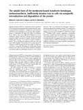 Báo cáo khoa học:  The soluble form of the membrane-bound transferrin homologue, melanotransferrin, inefﬁciently donates iron to cells via nonspeciﬁc internalization and degradation of the protein