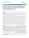 Characterization of mercury bioremediation by transgenic bacteria expressing metallothionein and polyphosphate kinase