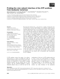 Báo cáo Y học: Probing the rotor subunit interface of the ATP synthase from Ilyobacter tartaricus