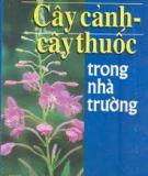 Cây thuốc trong các nhà trường được làm cây cảnh