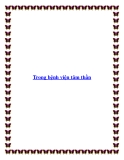 Trong bệnh viện tâm thần