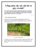 Uống nước sắc cây chó đẻ có gây vô sinh?